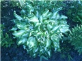 Hosta